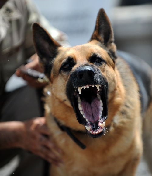 Don’t Bite The Hand That Feeds You Idioms Online