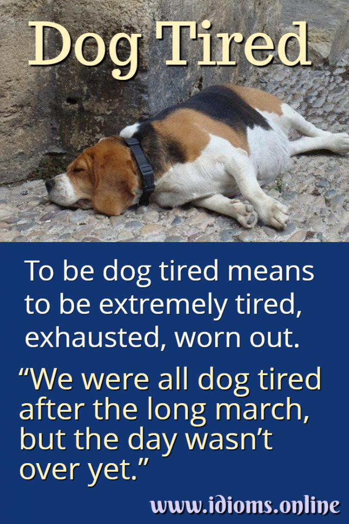 Dog Tired Idioms Online