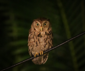animal idioms 16 night owl