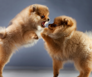 animal idioms dog eat dog