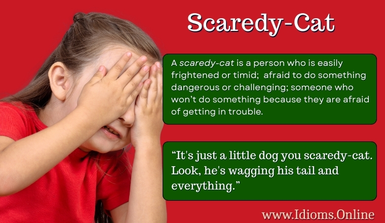 meaning of idiom scaredy-cat