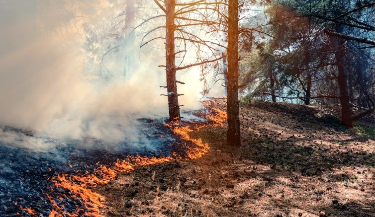 Controlled forest fire line used by firefighters to create a fuel break, illustrating the idiom fight fire with fire.
